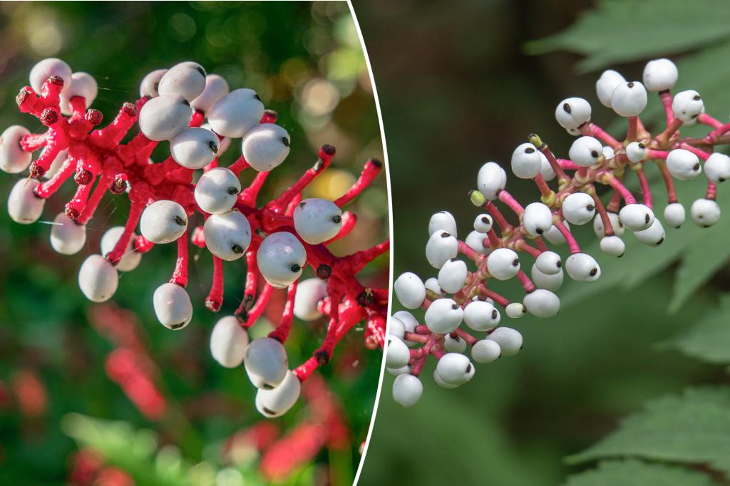 The National Park Service warns of the growth of toxic 'nightmare' plants across the US